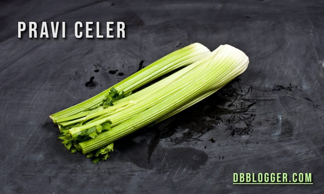 Pravi Celer: Nutrition, Uses, and Health Advantages